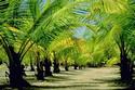 Palm Plantation
Picture # 2131