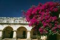 Arches and Bouganvillia
Picture # 1372
