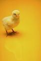 Chick on Yellow
Picture # 598
