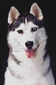 Siberian Husky
Picture # 644
