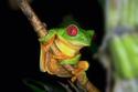 Red-eyed Tree Frog
Picture # 2122