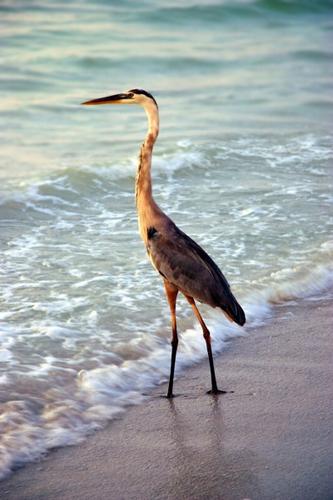 Daily photo - Great Blue Heron at Gulf of Mexico