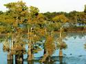 Cypress Trees in Swampy Wetlands
Picture # 1999
