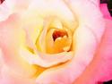 Pink and Yellow Rose
Picture # 1342
