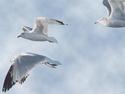 Seagulls in Flight
Picture # 1339
