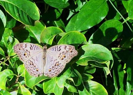 Daily photo - Butterfly 10