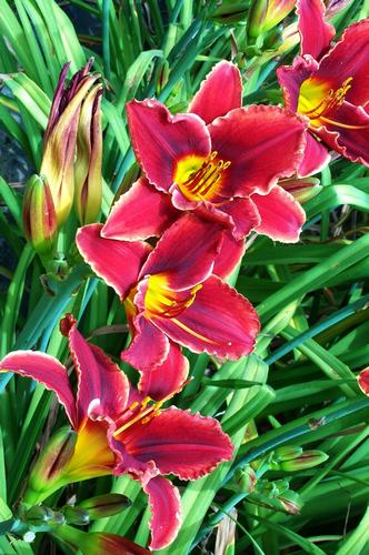 Daily photo - Day Lilies