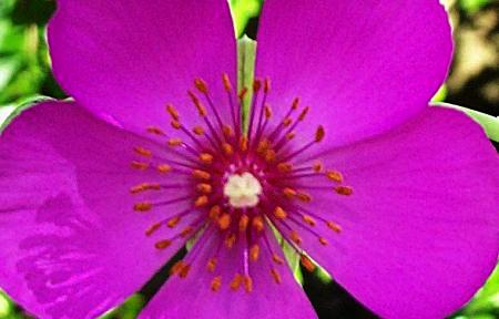 Daily photo - Flower