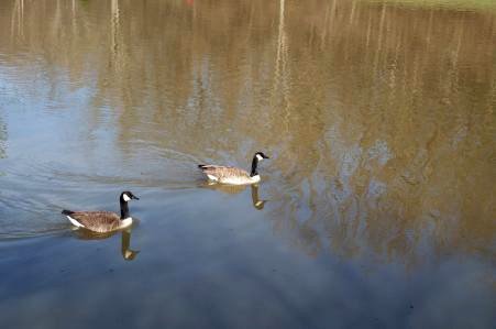 Daily photo - Canada Geese 3