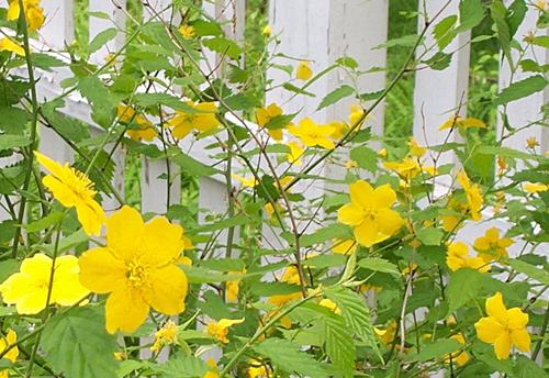 Daily photo - Delicate Yellow Flowers