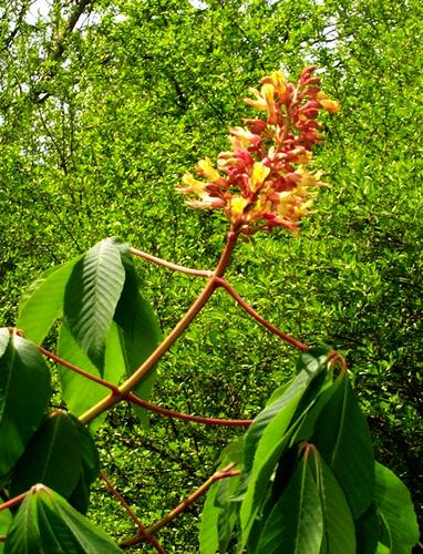 Daily photo - Red Buckeye