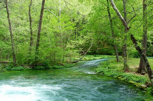 Daily photo - Glorious Greens of Early Spring