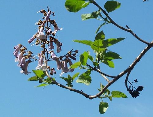 Daily photo - Unknown Flowering Tree