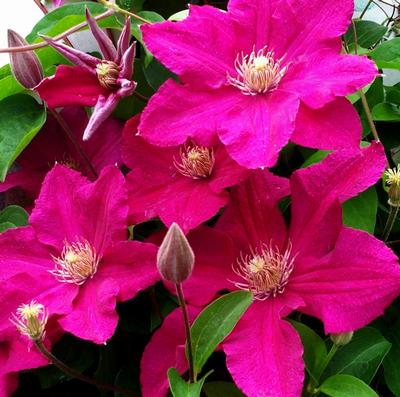 Daily photo - Clematis