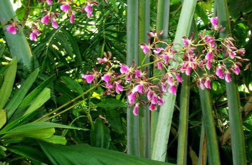 Daily photo - Orchids