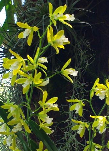 Daily photo - Yellow Orchids