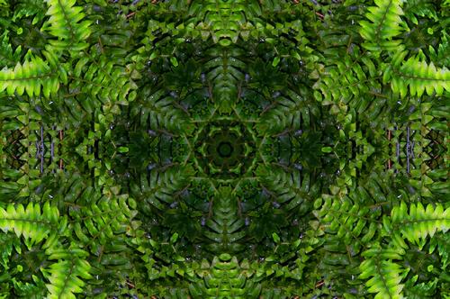 Daily photo - Fern Kaleidoscope