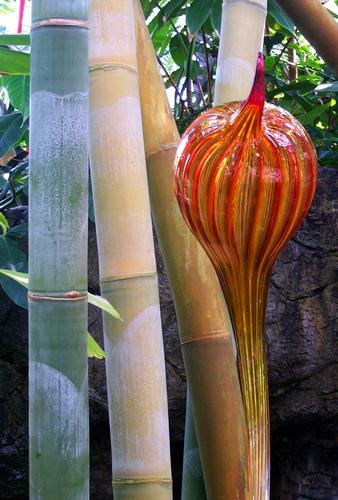 Daily photo - Chihuly Glass and Bamboo