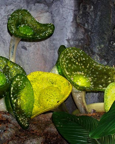 Daily photo - Glass Mushrooms by Chihuly
