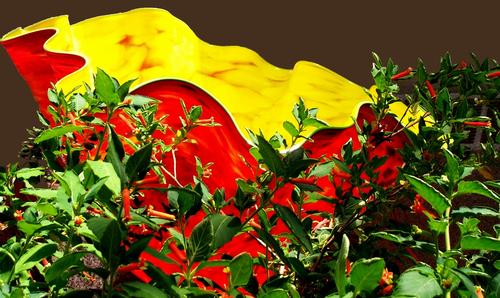 Daily photo - Chihuly Bowl with Firecracker Plant