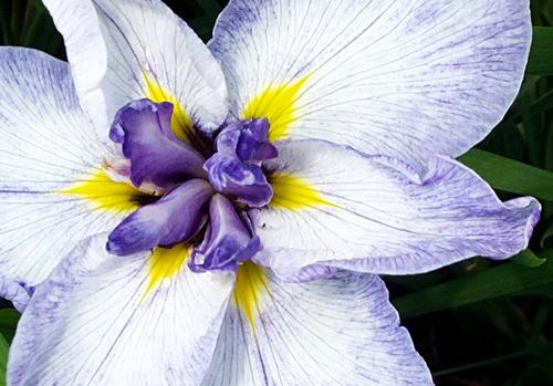 Daily photo - Japanese Iris