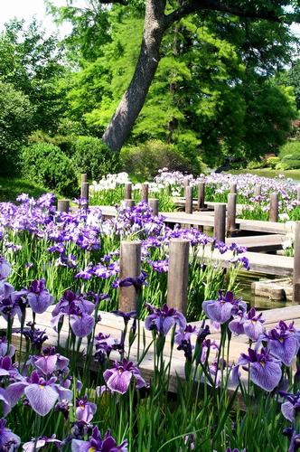 Daily photo - Japanese Iris