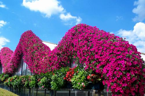 Daily photo - Wave Petunias Outline Greehouse Roof