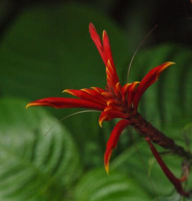Daily photo - Tropical Flower