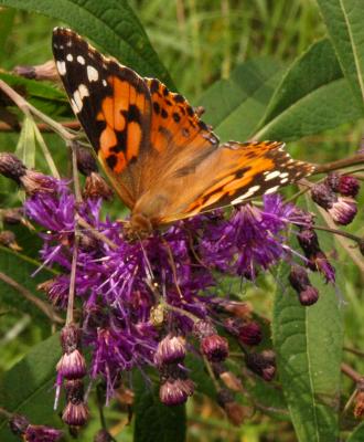 Daily photo - Painted Lady Butterfly on Ironweed