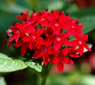Daily photo - Pentas