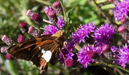 Daily photo - Silver-Spotted Skipper