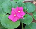 African Violet
Picture # 4