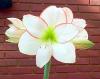 Amaryllis
Picture # 139