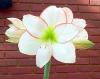 Amaryllis
Picture # 139
