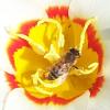 Bee on Water Lily Tulip
Picture # 227
