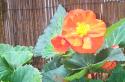 Tuberous Begonia
Picture # 302
