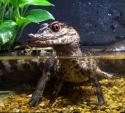 Dwarf Caiman
Picture # 188
