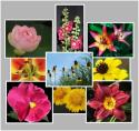 Montage of Flowers
Picture # 3439
