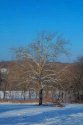 Cold Sycamore
Picture # 557
