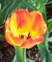 Tulip
Picture # 610
