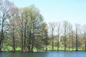 Cypress Trees in Spring
Picture # 629
