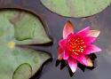 Water Lily
Picture # 653
