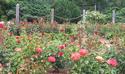 Rose Garden
Picture # 690
