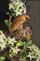 Porcelain Wood Thrushes
Picture # 709