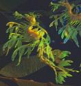 Leafy Seadragon (Seahorse)
Picture # 724