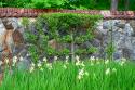 Topiary and Iris at Biltmore Estate
Picture # 737
