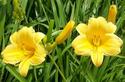 Yellow Day Lily Pair
Picture # 728
