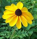 Black Eyed Susan
Picture # 750
