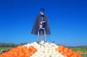 Skiing Mount Pumpkin
Picture # 839
