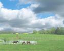 Spring Storm Approaching Horses
Picture # 1163
